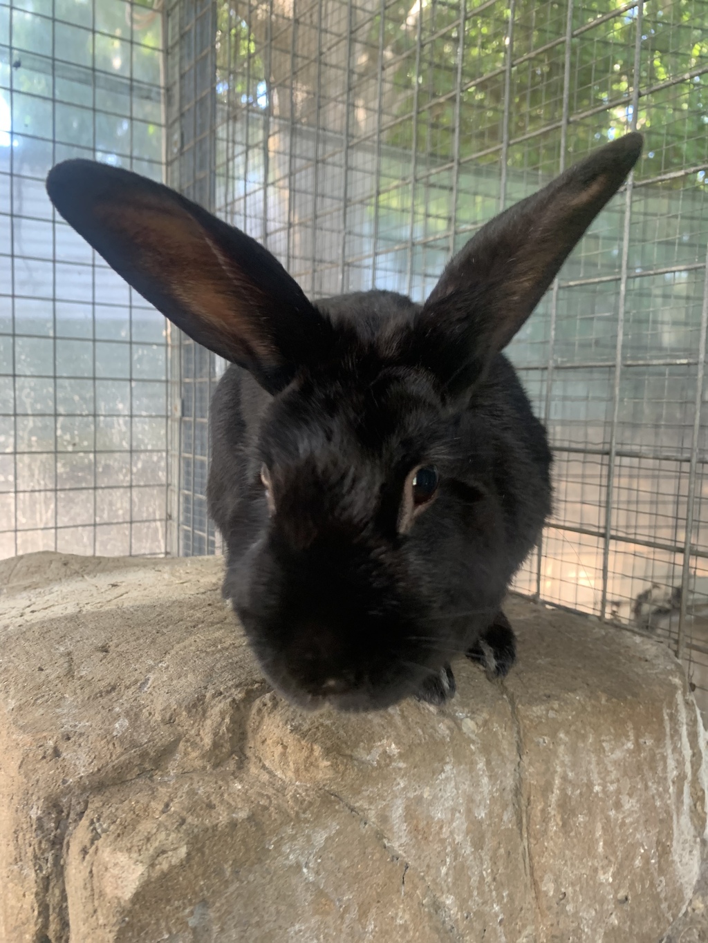 Midnight - Female Rabbit Mix Rabbit in ACT - PetRescue