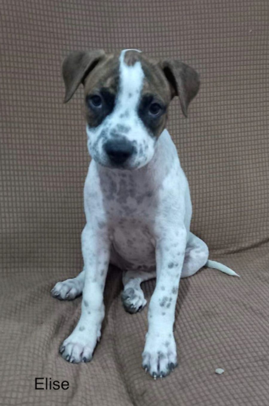 Elise Large Female Boxer x Staffy Mix Dog in QLD PetRescue