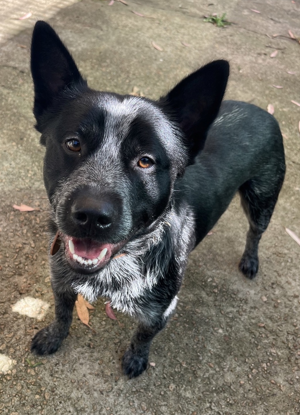 Brodie - Medium Male Smithfield Cattle Dog Dog in VIC - PetRescue