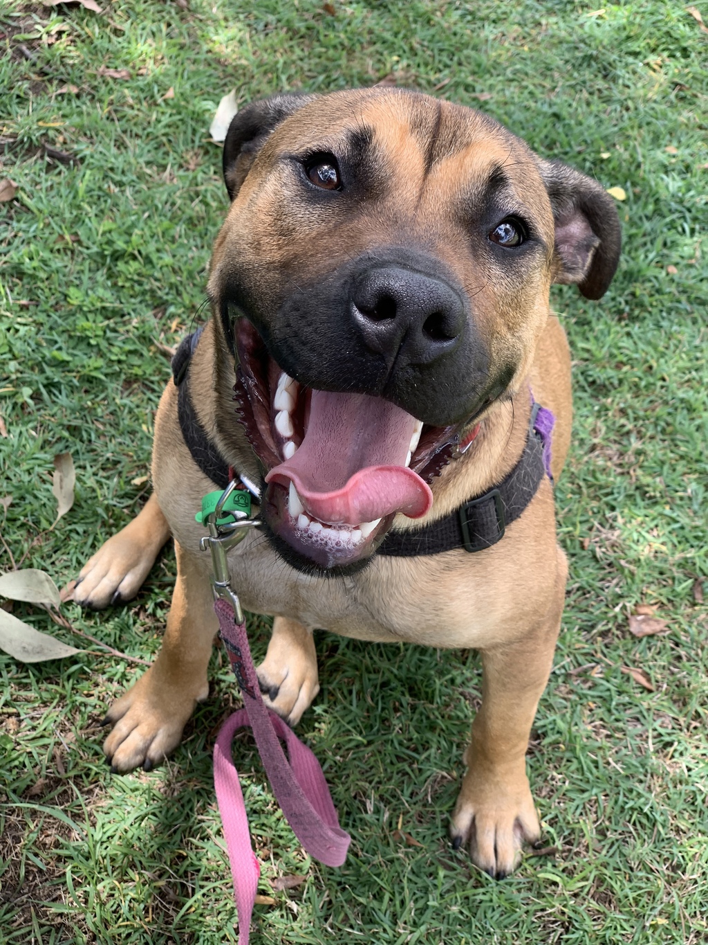 Ellie Medium Female Rhodesian Ridgeback x American Staffordshire Bull Terrier Mix Dog in QLD