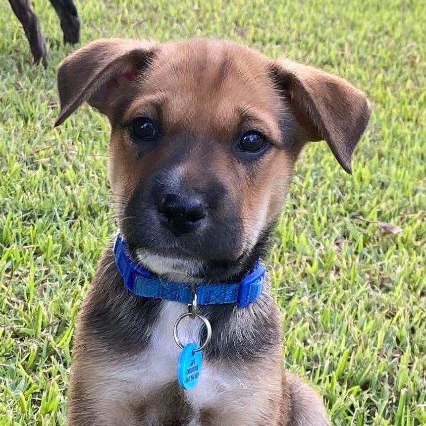 Khal - Medium Male Mixed Breed Dog in WA - PetRescue Khal - Medium Male Mixed Breed Dog in WA - PetRescue