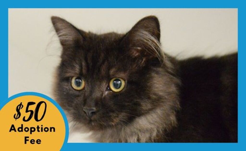 Ravioli - Female Domestic Medium Hair Mix Cat in VIC - PetRescue