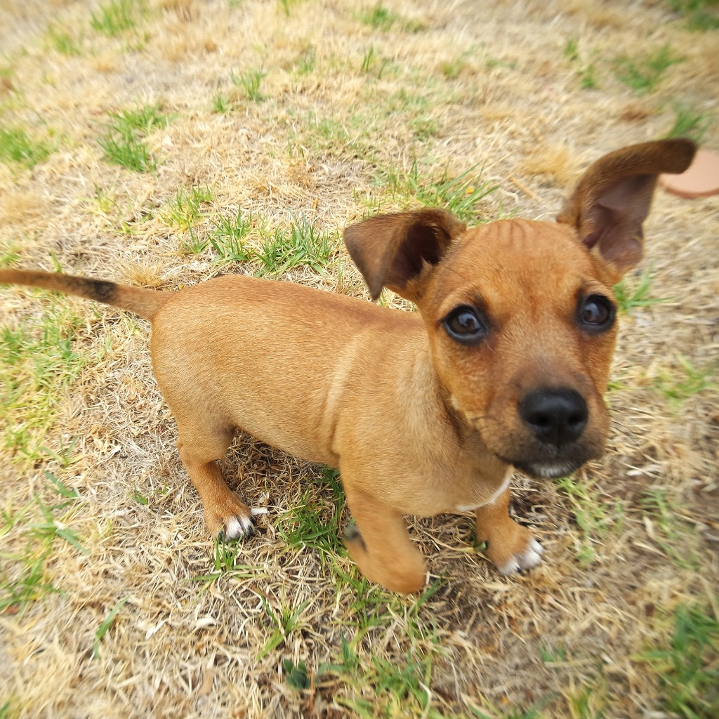 Jaffa Medium Female Jack Russell Terrier x SharPei Mix Dog in WA