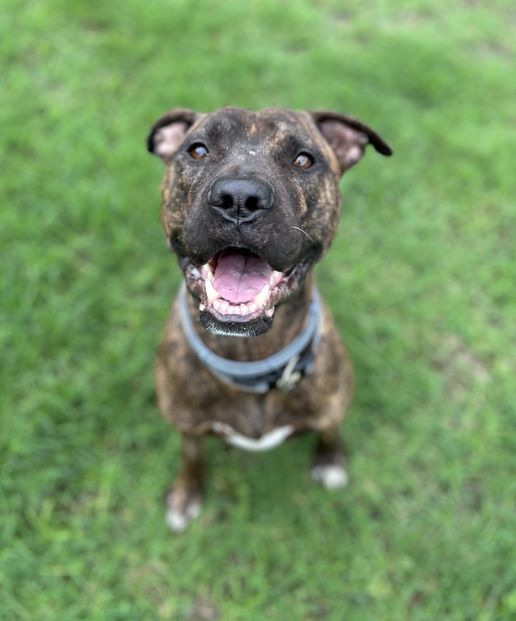 Shar pei american staffordshire sales terrier mix