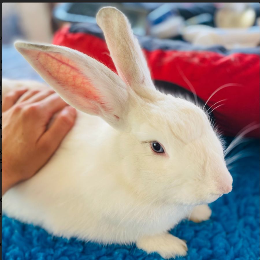 Wiggle Wiggle - Male Flemish Giant Rabbit in NSW - PetRescue