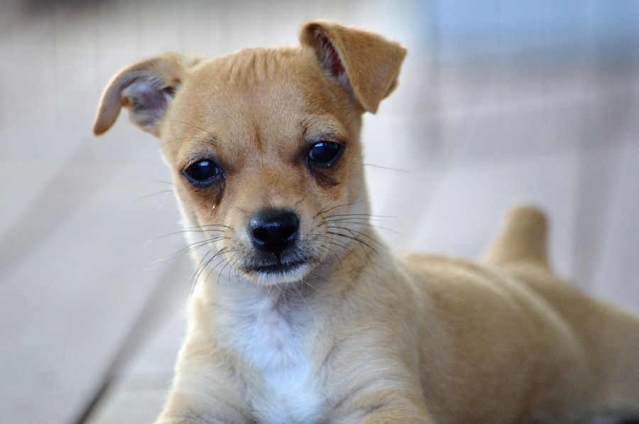 Stanley - 1 Year Old Chihuahua x Foxy (Trial) - Small Male Chihuahua Dog in  NSW - PetRescue