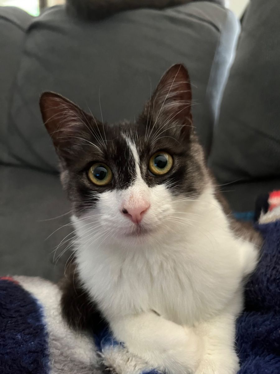 Best Friends Pet Rescue Assn Inc PetRescue