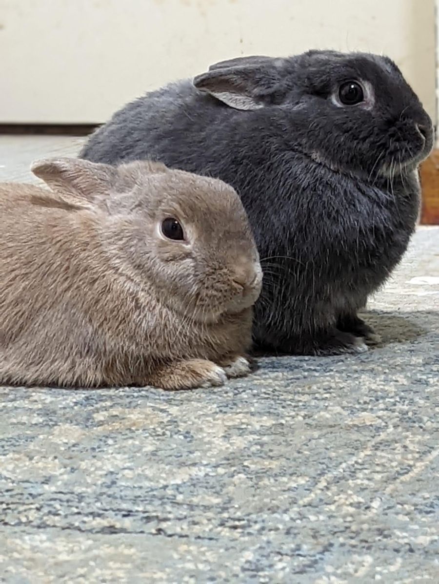 Dreamer and Bubbly Female Rabbit in NSW PetRescue