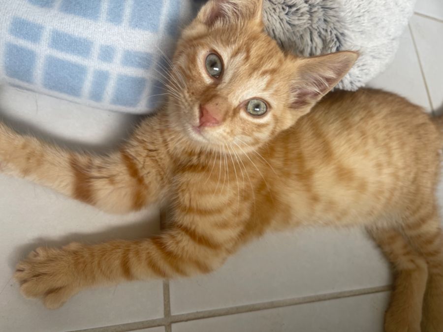 Baker Meet me PETstock Mornington Central 8/1/23 Male Domestic Short Hair Cat in VIC PetRescue