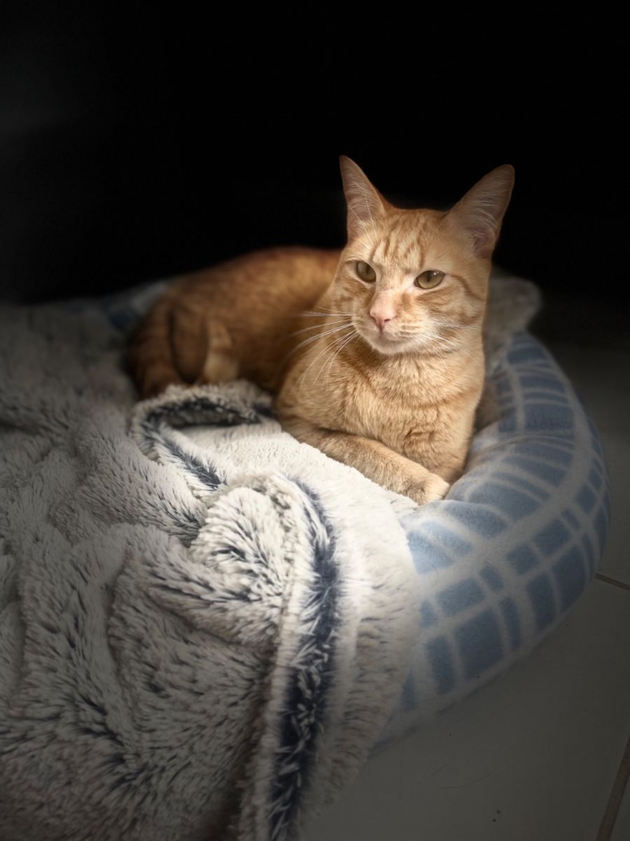 Samson Meet PETstock Mornington Central 8/1/23 Male Domestic Short Hair Cat in VIC PetRescue