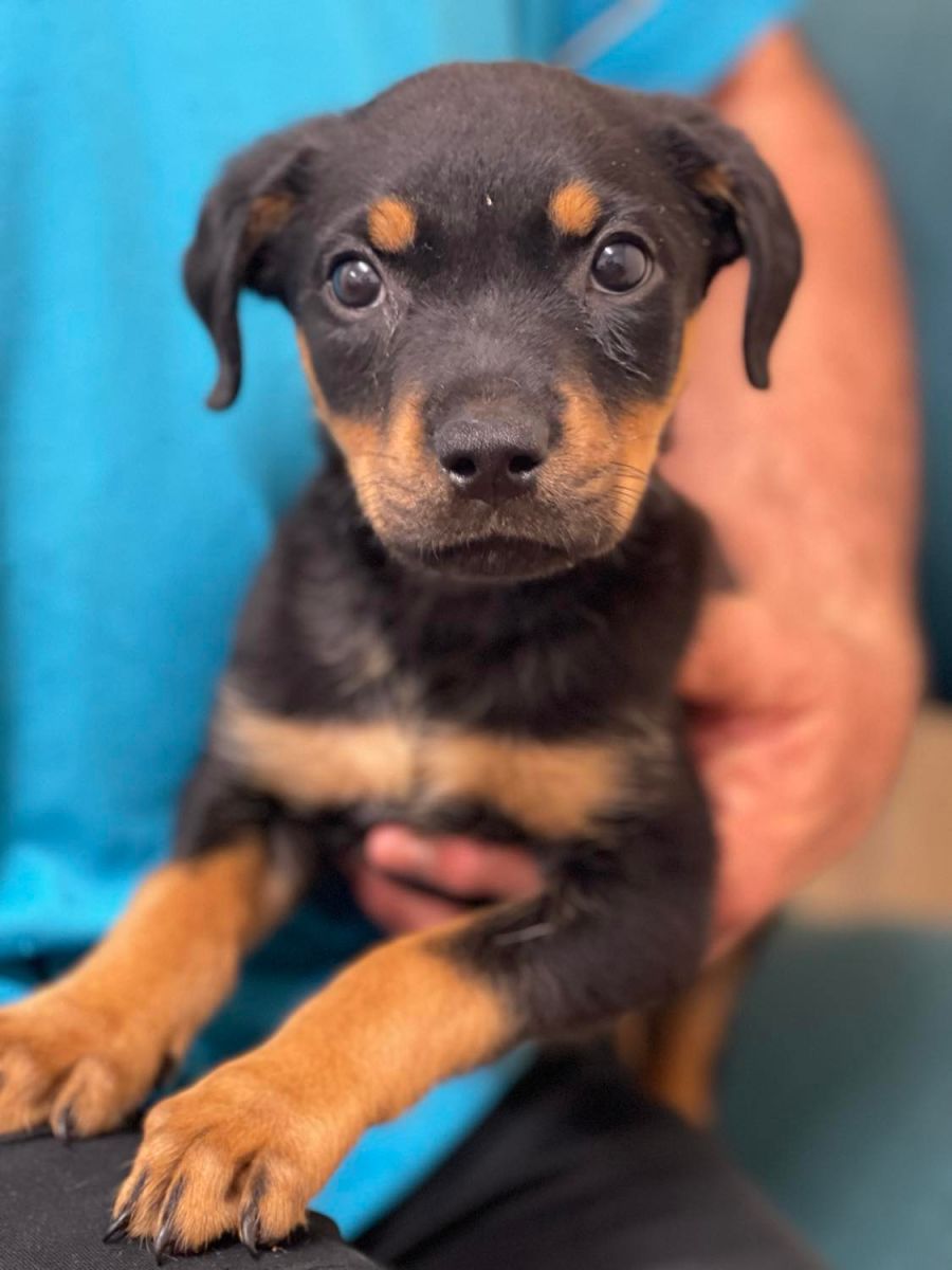 Myla - Large Female Rottweiler Dog in QLD - PetRescue