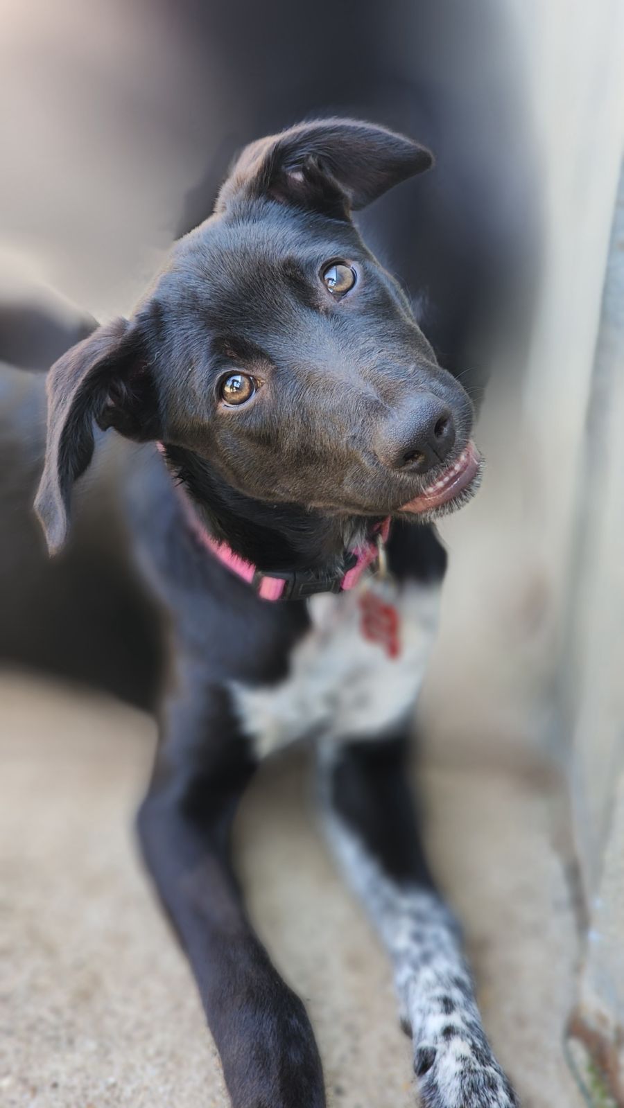 Brandy Medium Female Kelpie x Koolie Mix Dog in VIC PetRescue