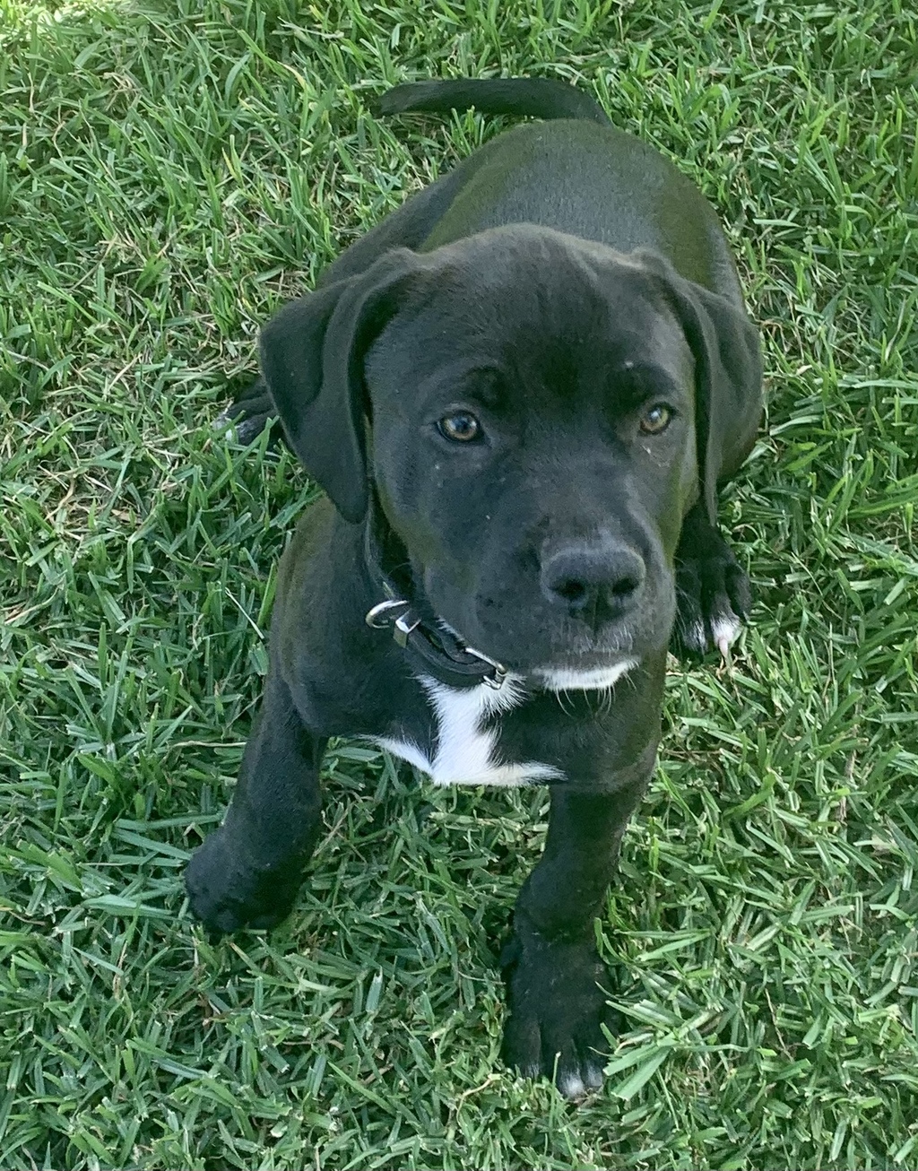 Midnight Medium Male Great Dane x American Staffordshire Bull Terrier Mix Dog in QLD PetRescue