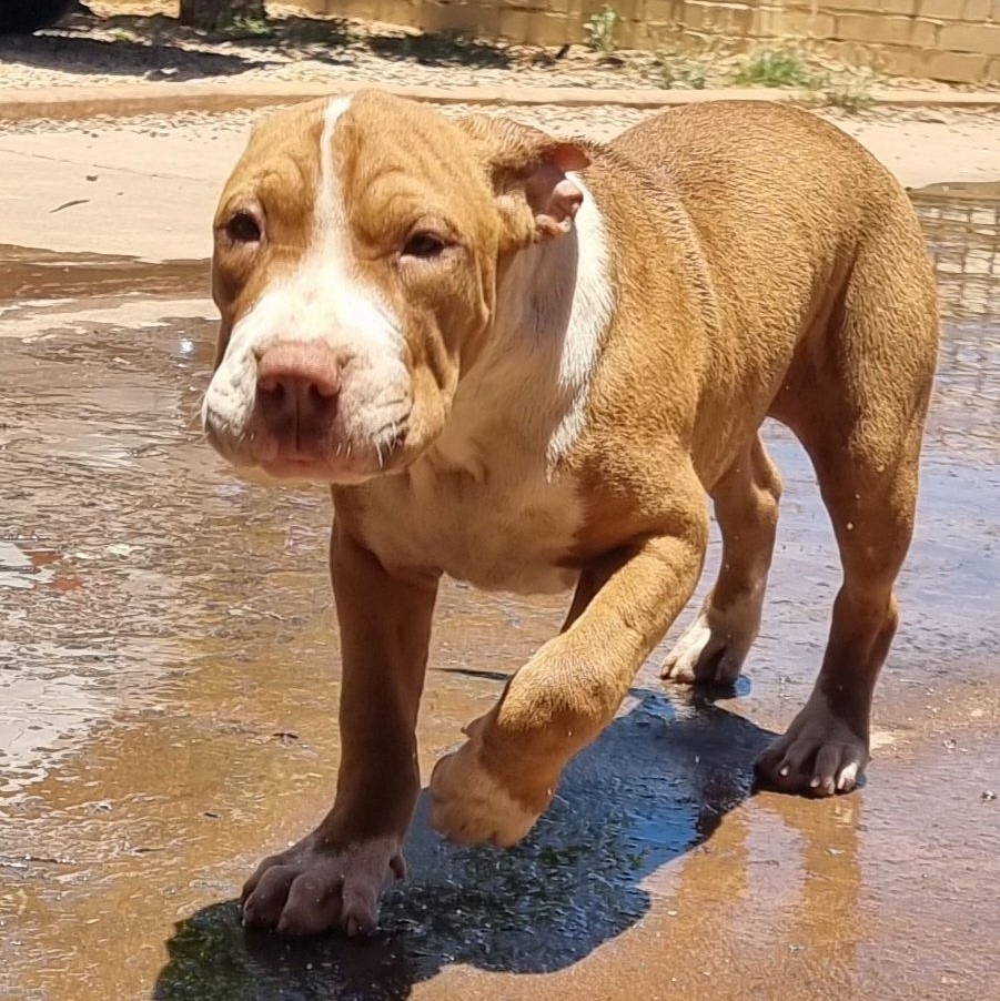 Costco Large Female Mixed Breed Dog in WA PetRescue