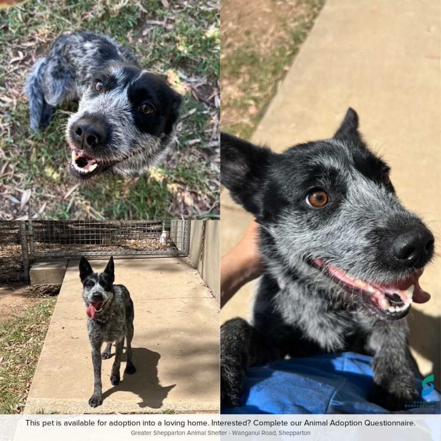 Maggie - Medium Female Blue Heeler x Kelpie Dog in VIC - PetRescue