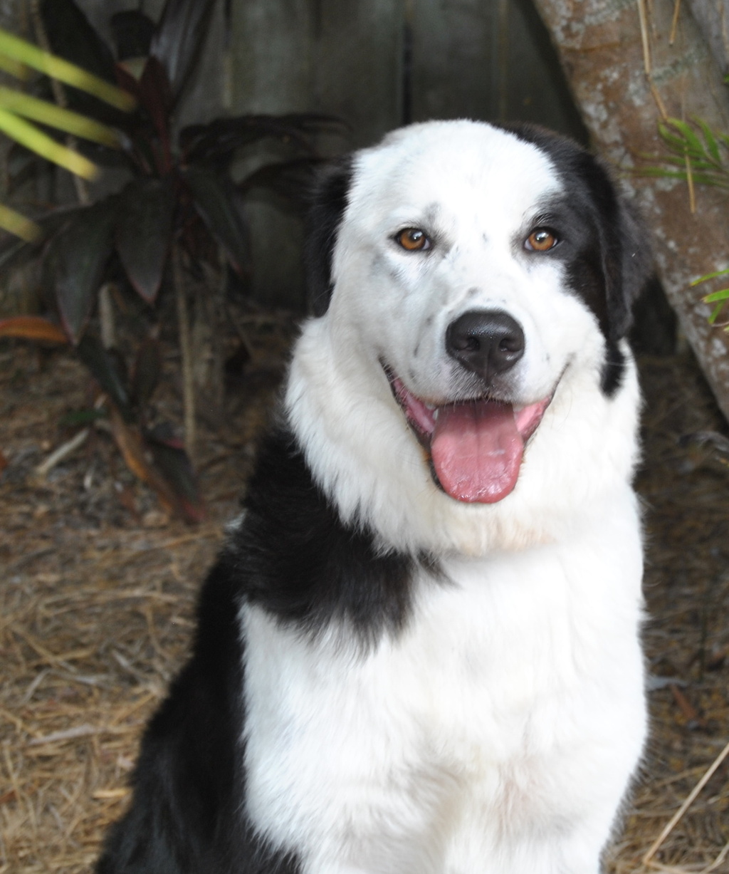 Luna Medium Female Border Collie x Maremma Sheepdog Mix Dog in QLD PetRescue