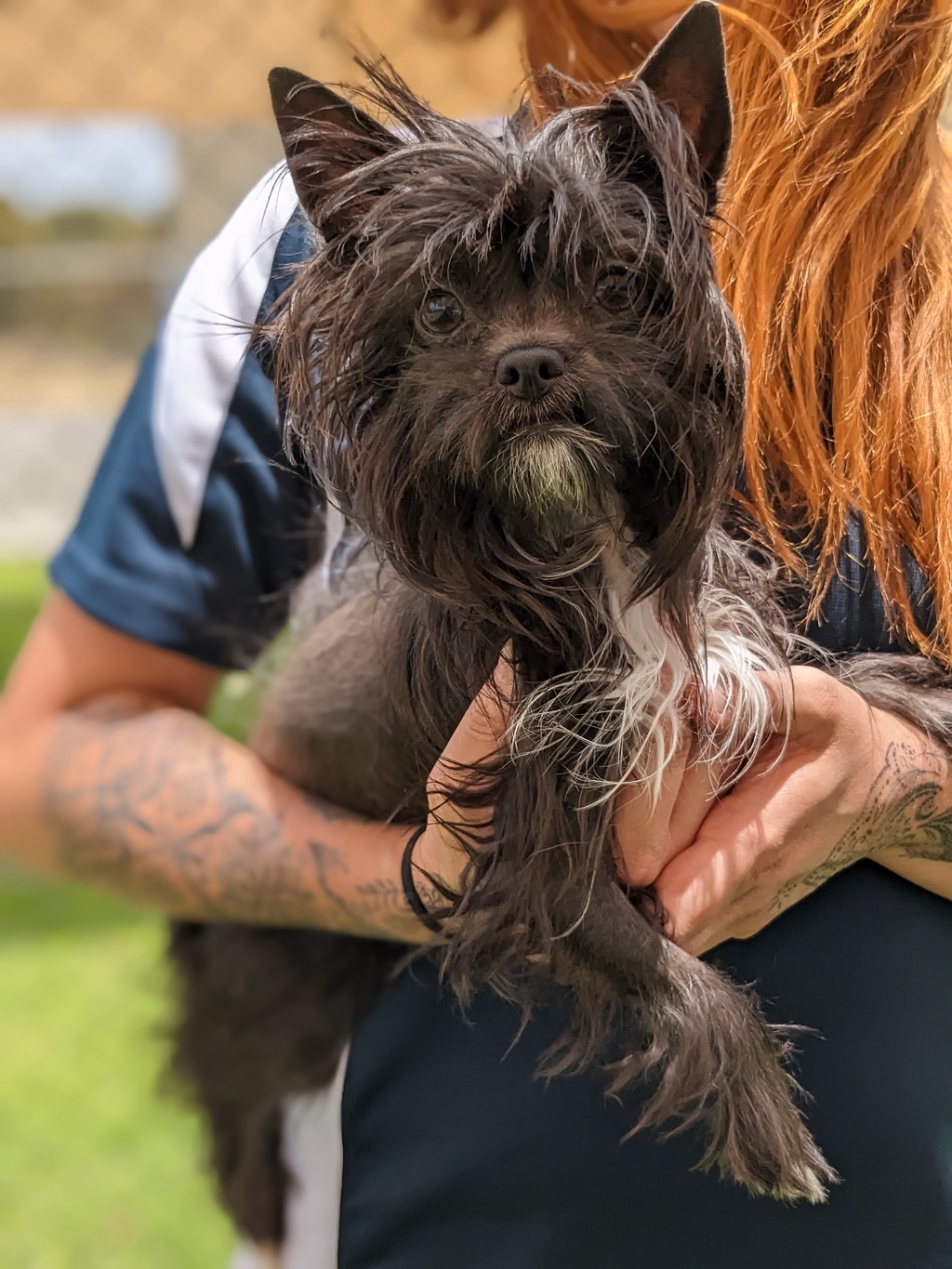 Georgie - Small Male Small Crossbreed Mix Dog in WA - PetRescue