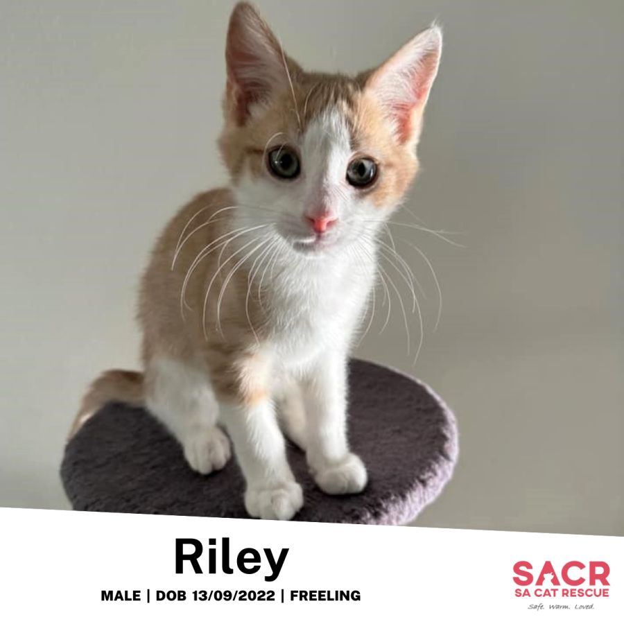 Riley - Male Domestic Short Hair Cat in SA - PetRescue