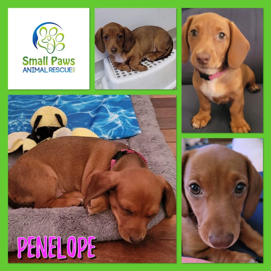 Penelope Small Female Dachshund Dog in QLD PetRescue