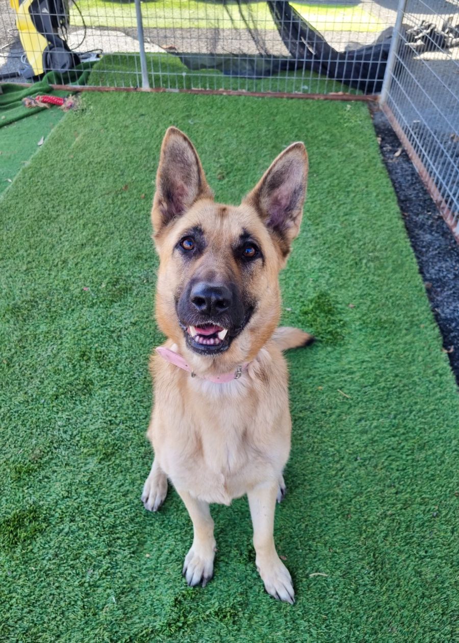 Hera - Large Female German Shepherd Dog in NSW - PetRescue