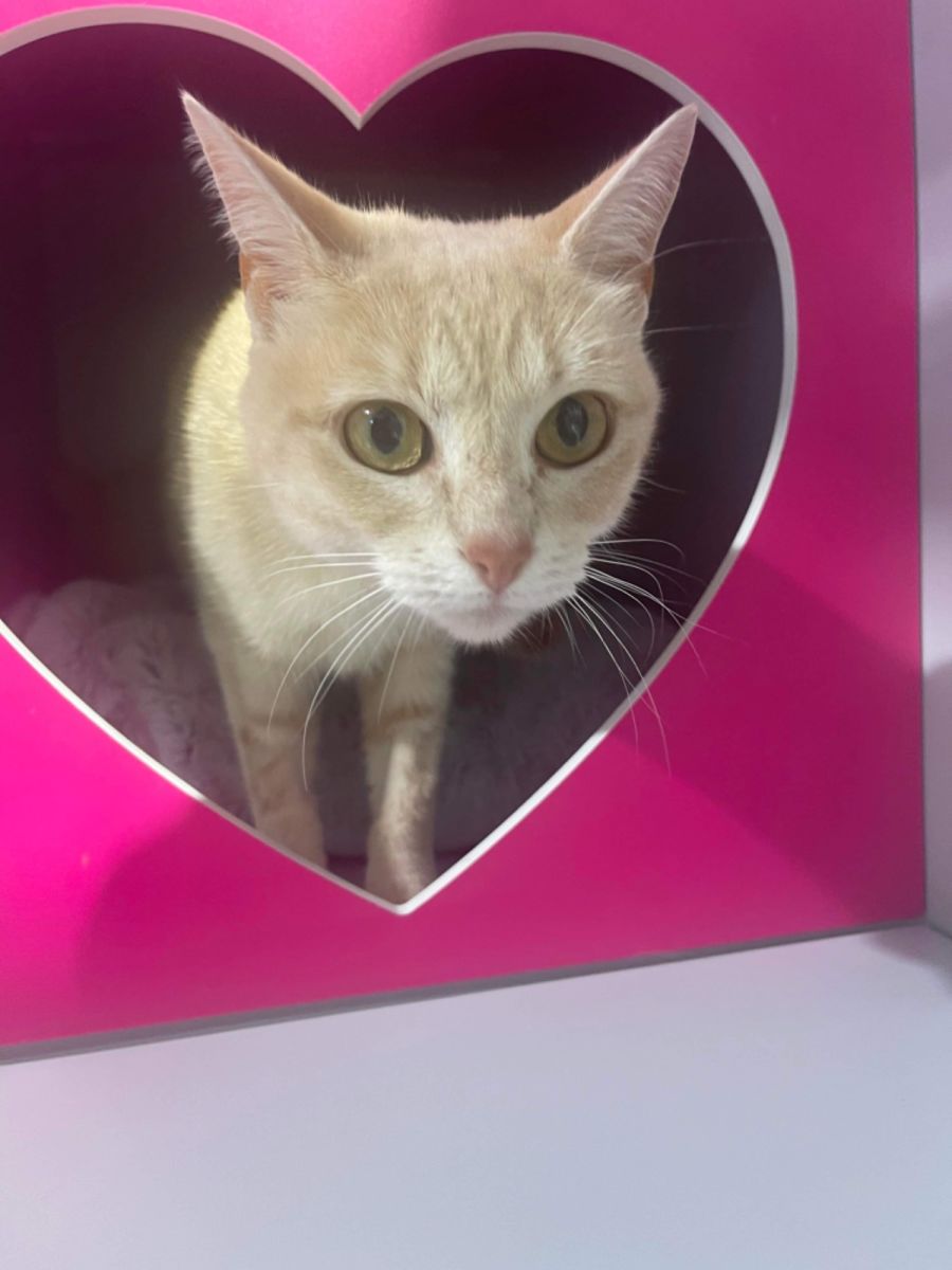 Carrot & Jock meet us Petstock Hastings Female Domestic Short Hair