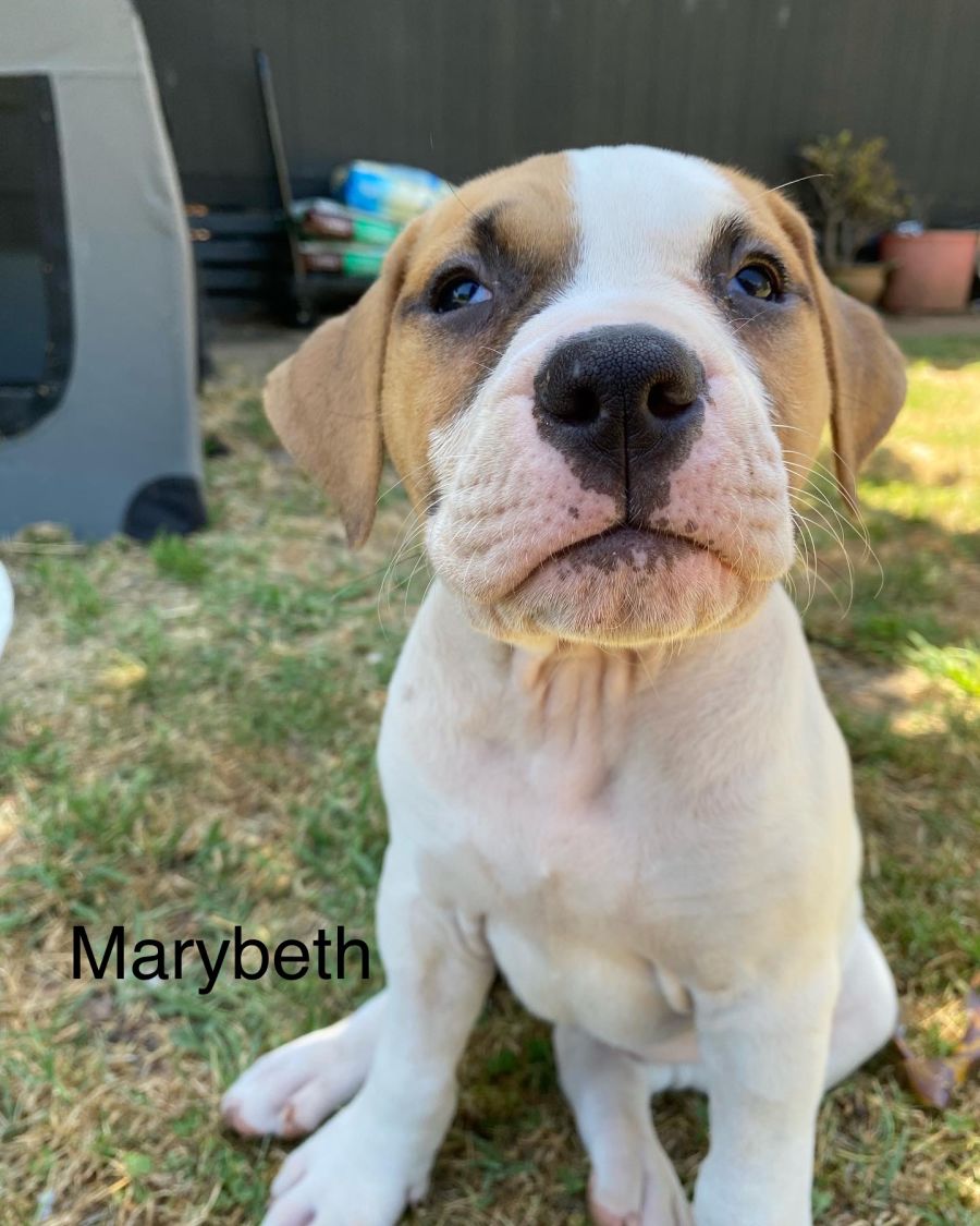 Percephony Rescued Persephone's pups - Large Male Great Dane Mix Dog in VIC - PetRescue
