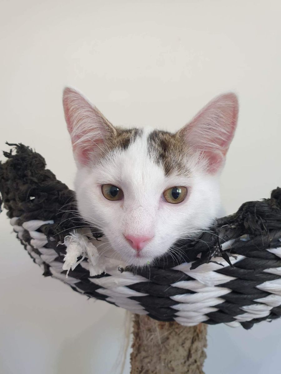 Lincoln Adopt Me Petstock Hastings Male Domestic Short Hair Cat