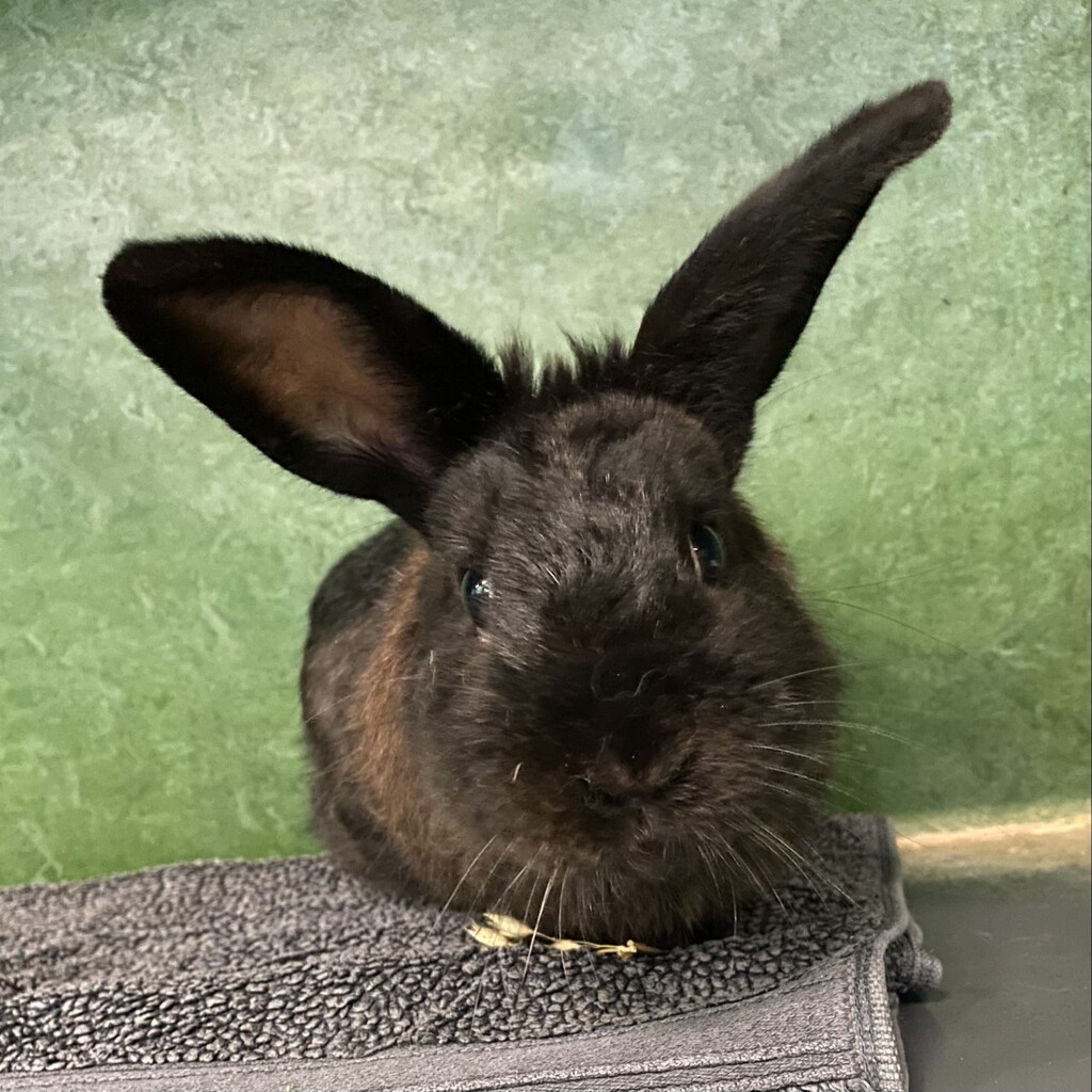 Mayo - Male Rabbit Unspecified Rabbit in VIC - PetRescue