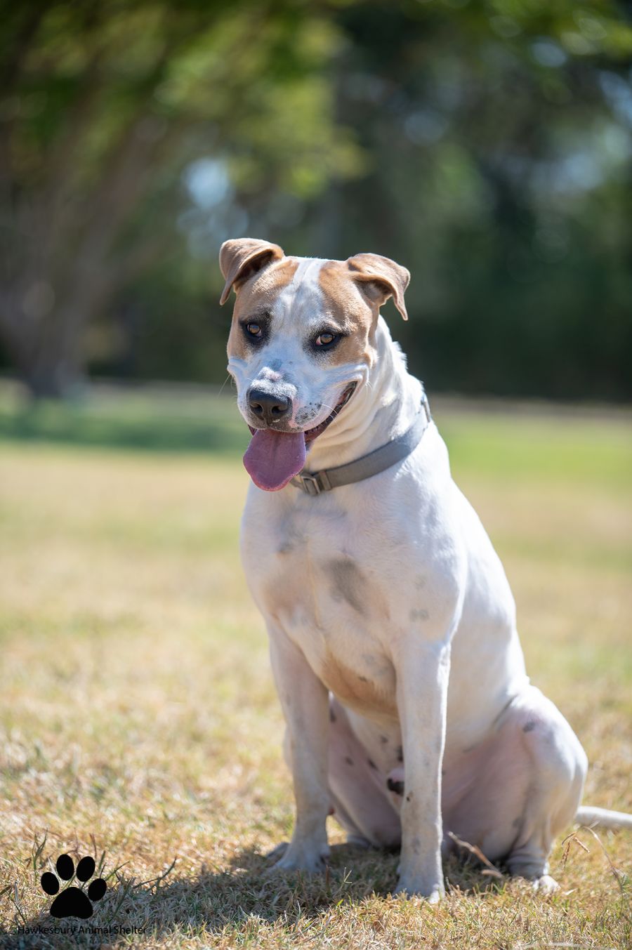 Tyler - Large Male Mastiff Mix Dog in NSW - PetRescue Tyler - Large Male Mastiff Mix Dog in NSW - PetRescue