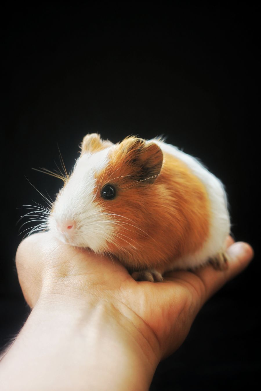 Did you know guinea pigs are born with their eyes open? PetRescue