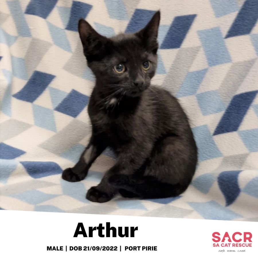 Arthur - Male Domestic Short Hair Cat in SA - PetRescue
