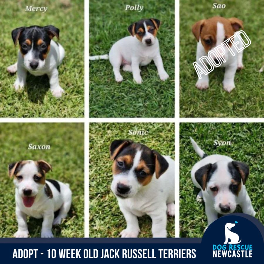 10 week discount old jack russell