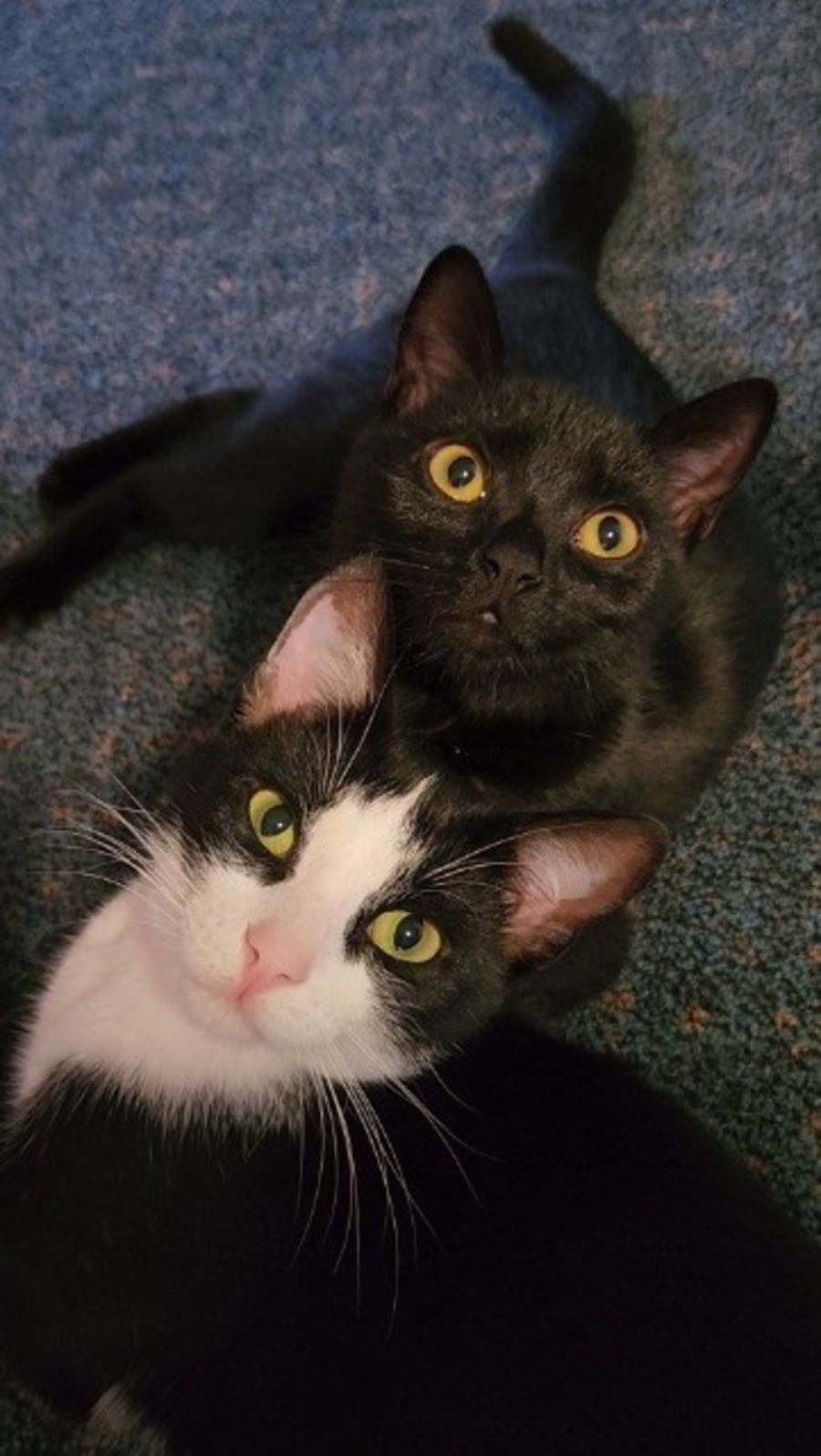 Bean + Jellybean Male Domestic Short Hair Cat in NSW PetRescue