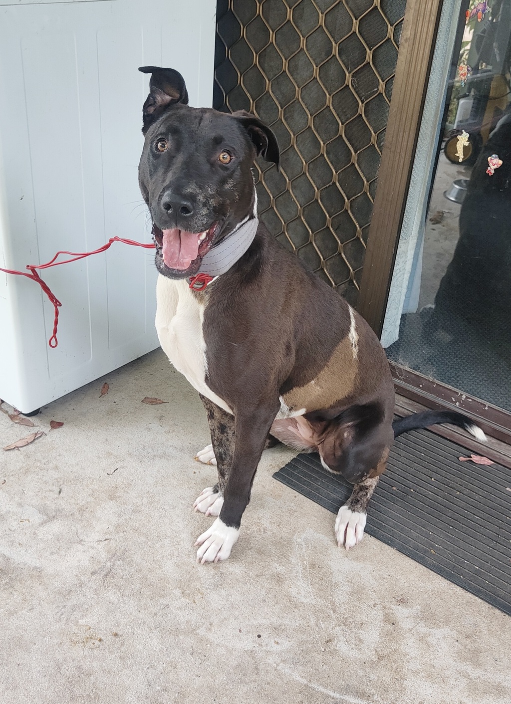 Maze Large Female Bull Arab x Bullmastiff Mix Dog in NSW PetRescue