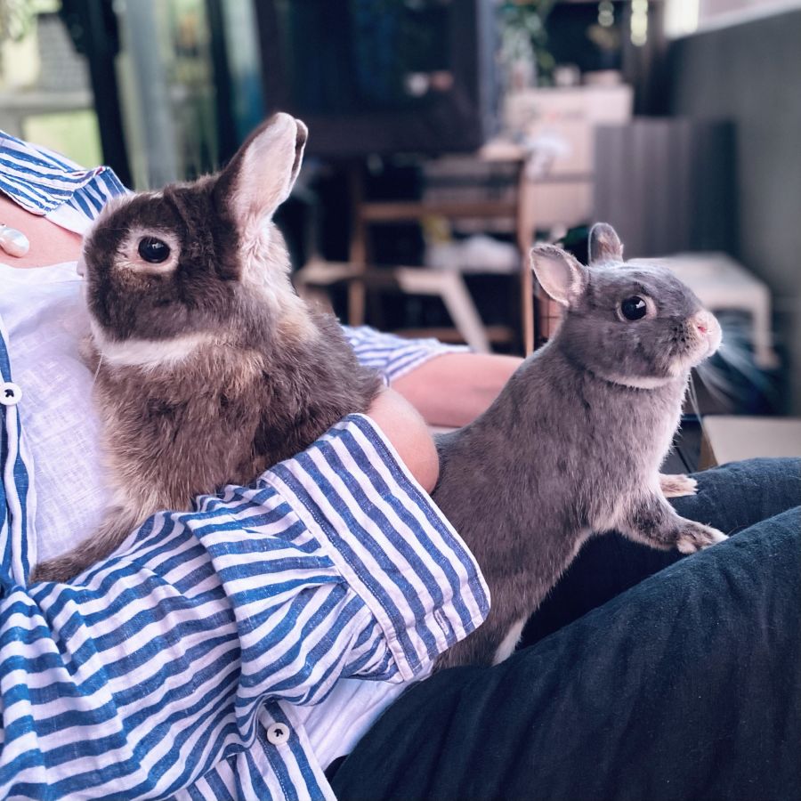 Toto and Jojo - Male Netherland Dwarf Rabbit in VIC - PetRescue