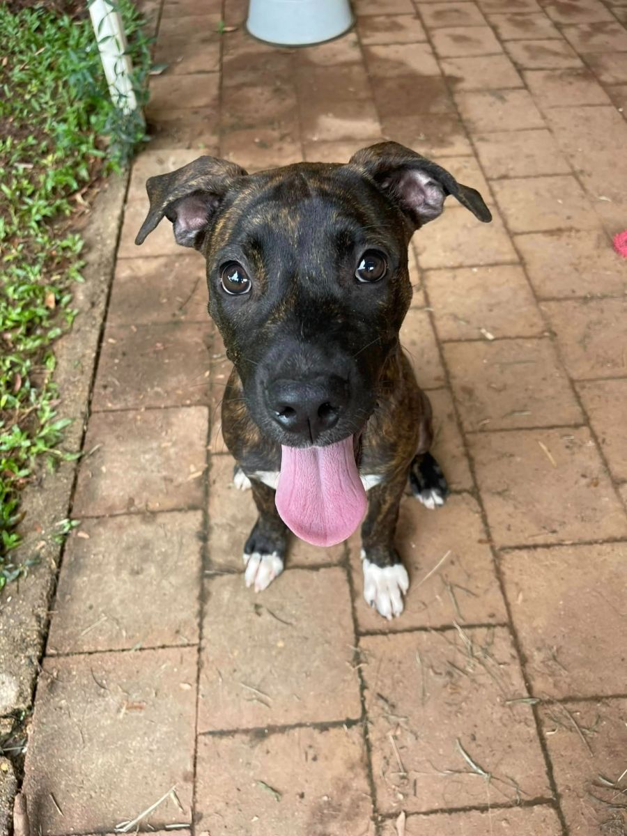 Zendaya Large Female Mixed Breed Dog in QLD PetRescue