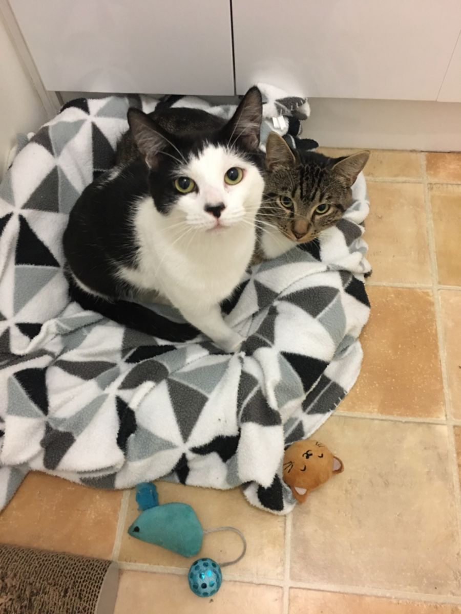 Danny & Arnie Adopt us Petstock Mornington Male Domestic Short Hair Cat in VIC PetRescue