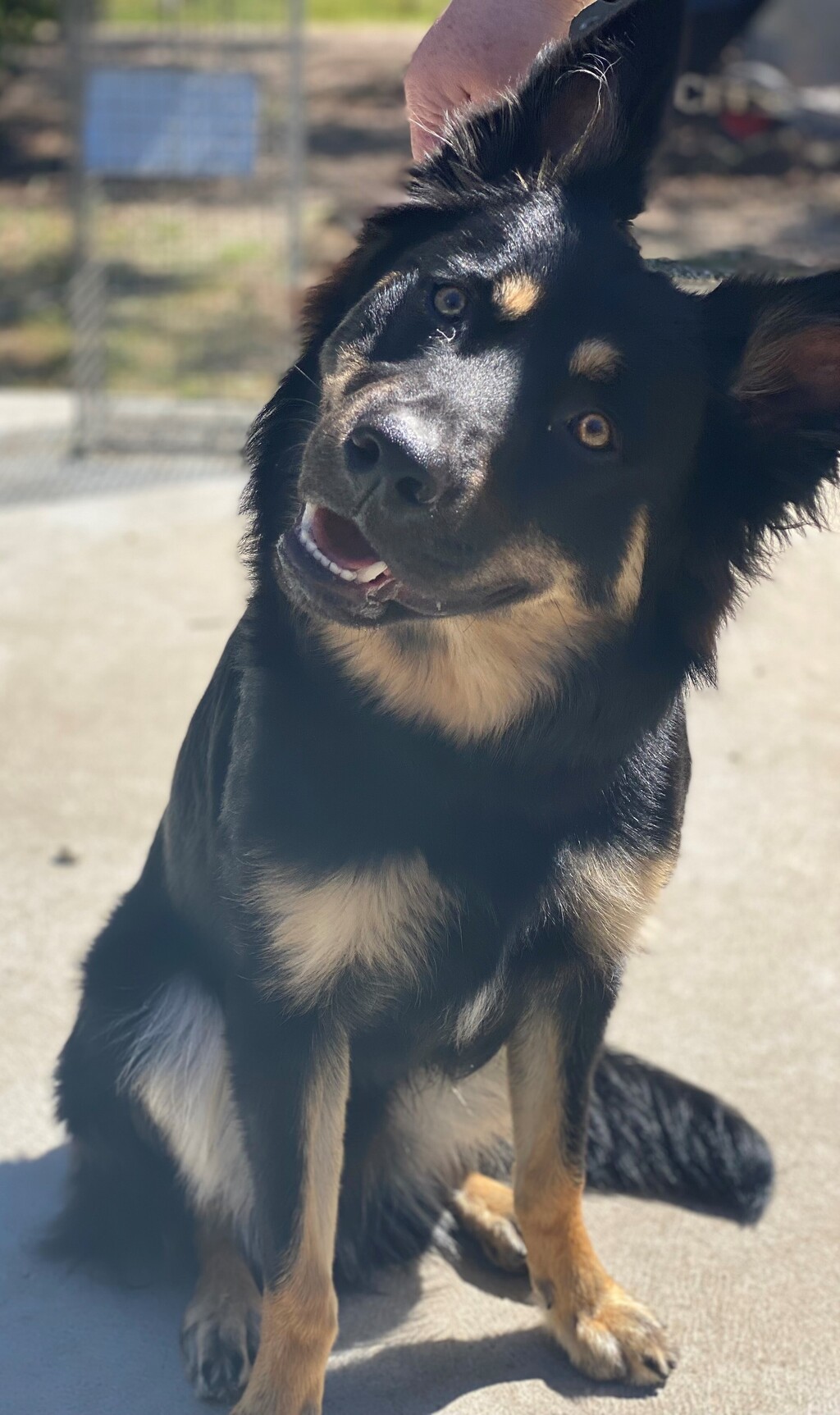 Boof Medium Male German Shepherd x Kelpie Mix Dog in VIC PetRescue