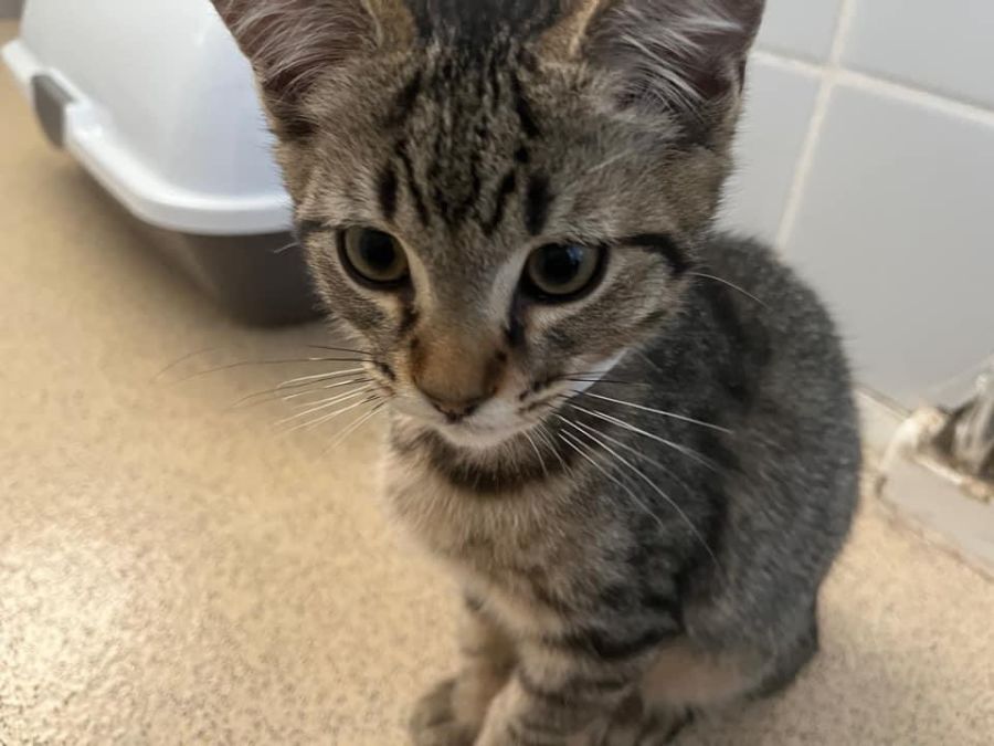 Jimmy Adopt me Petstock Mornington 😻 Male Domestic Short Hair Cat in VIC PetRescue
