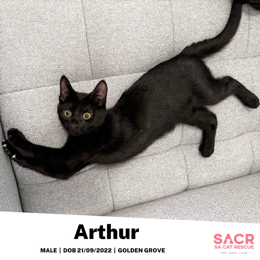 Arthur - Male Domestic Short Hair Cat in SA - PetRescue