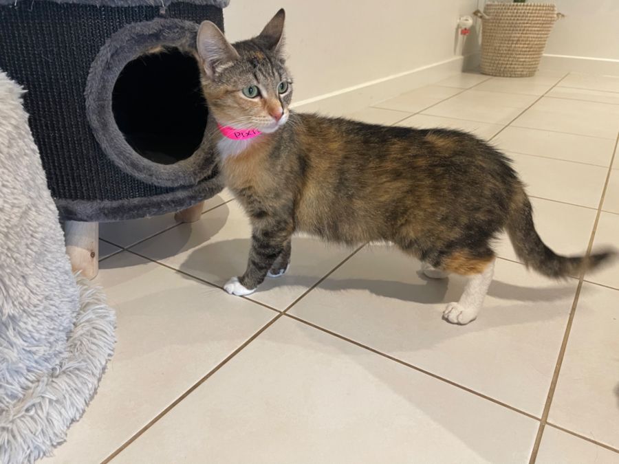 Pixie Adopt me Petstock Hastings Female Domestic Short Hair Cat