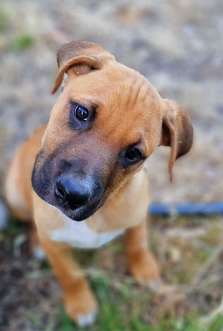 Ridgeback x hot sale staffy puppy