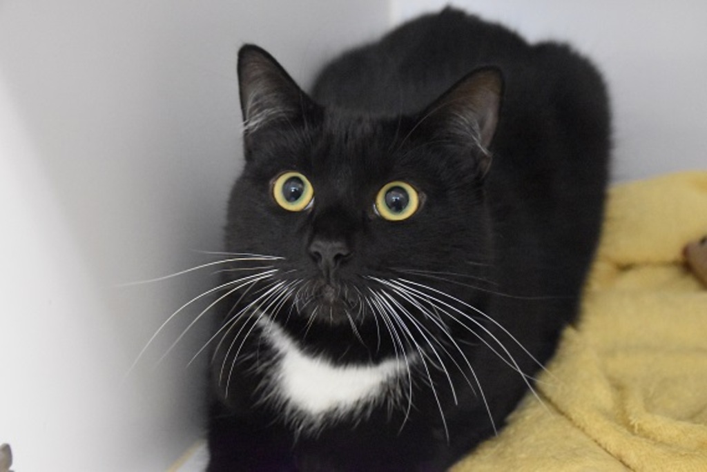 Liquorice Male Domestic Short Hair Mix Cat in VIC PetRescue