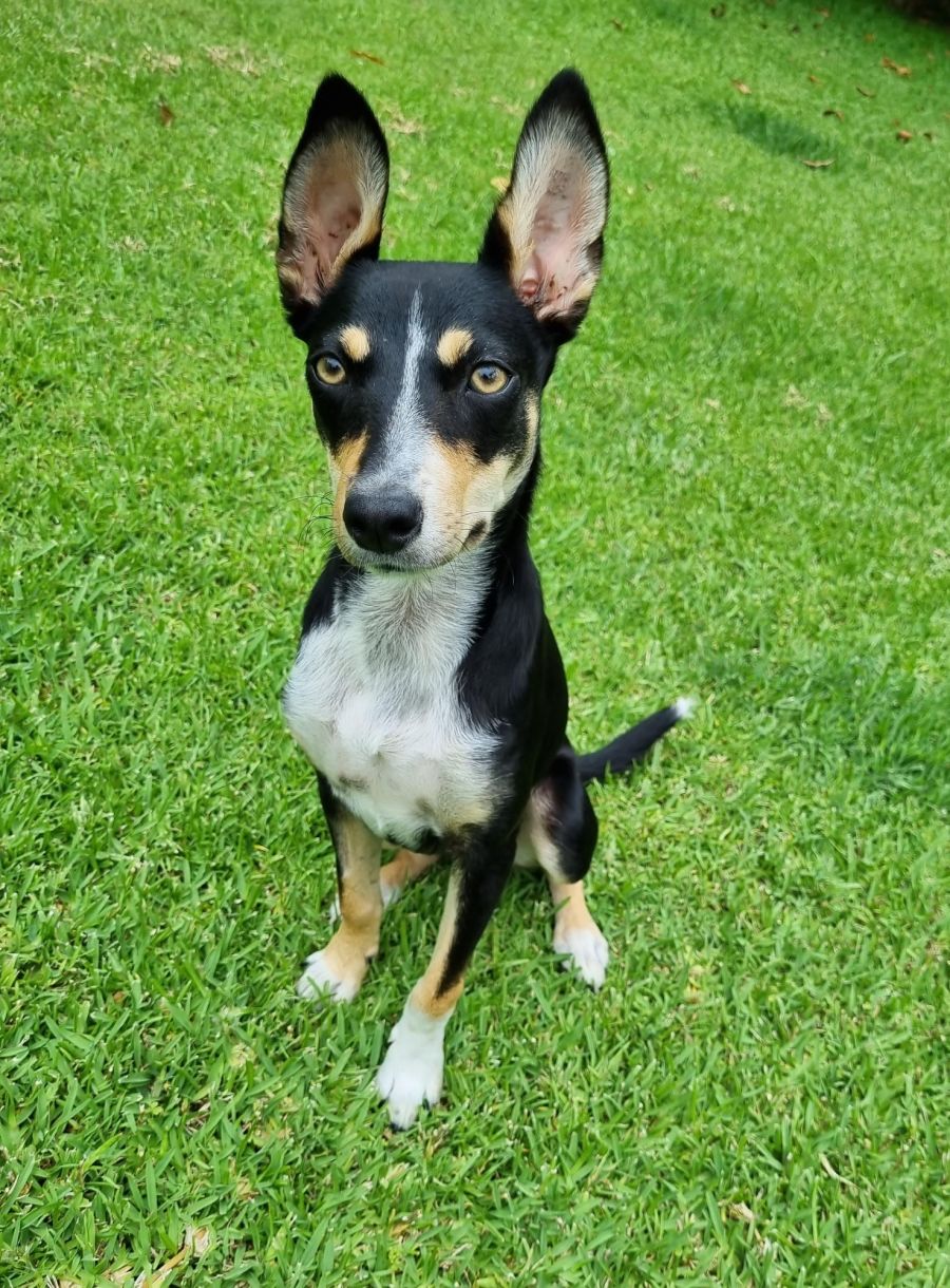 Belly Medium Female Kelpie x Koolie Mix Dog in NSW PetRescue