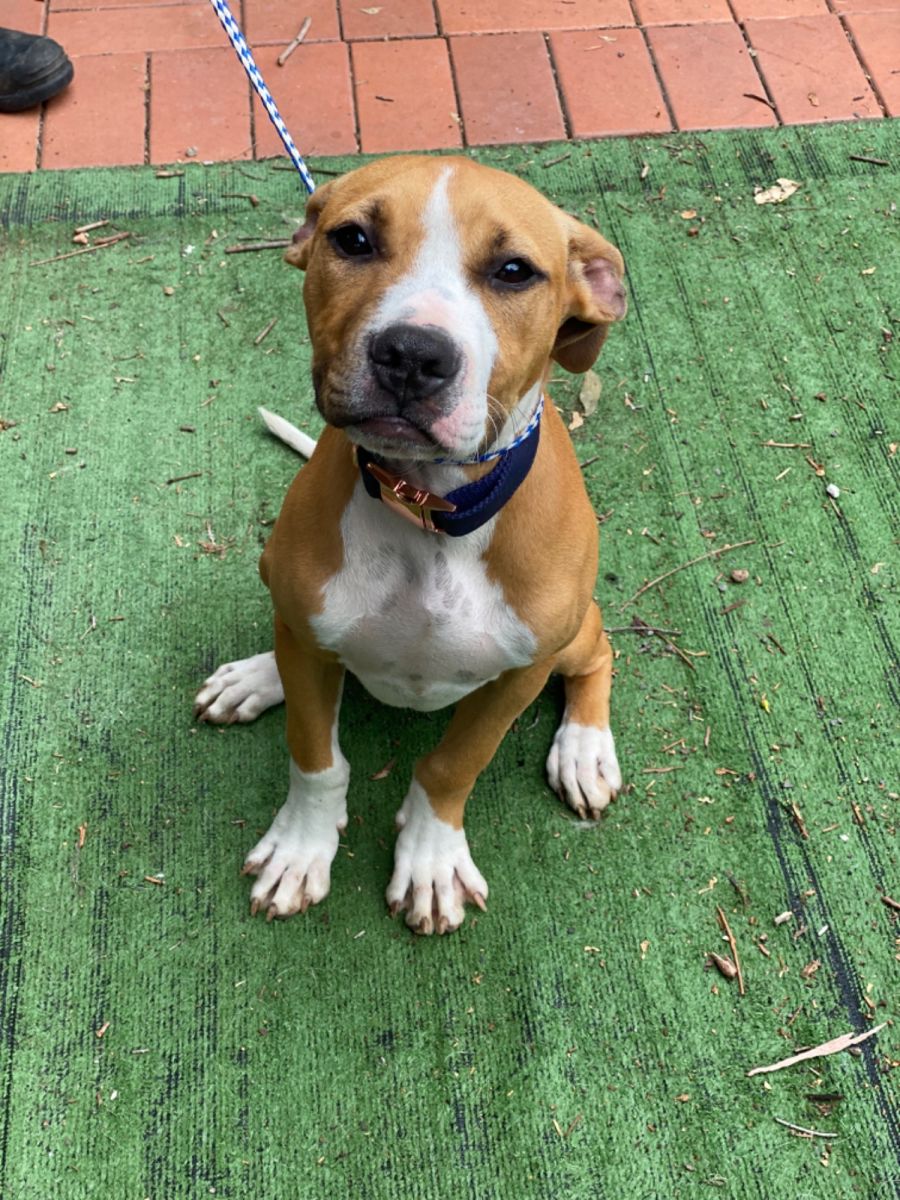 Raffy Medium Male Staffy x Bull Arab Mix Dog in NSW PetRescue
