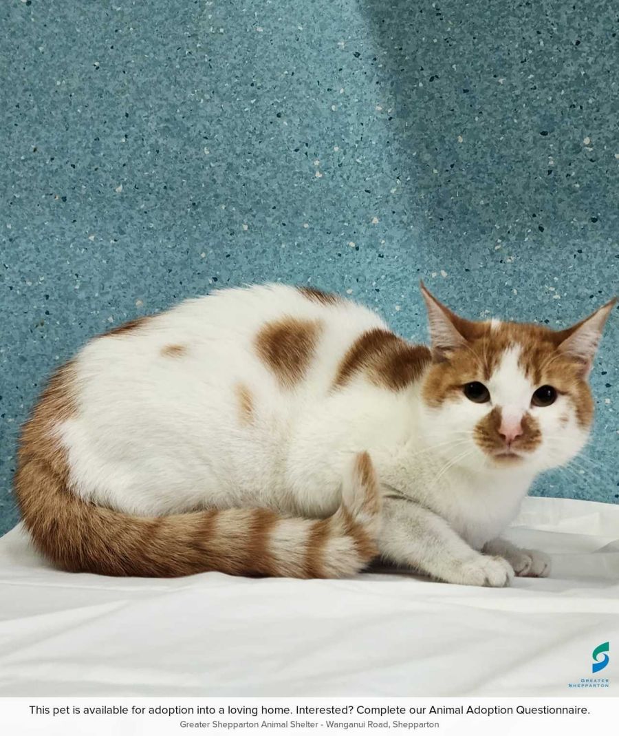 Meryl - Female Domestic Short Hair Cat in VIC - PetRescue