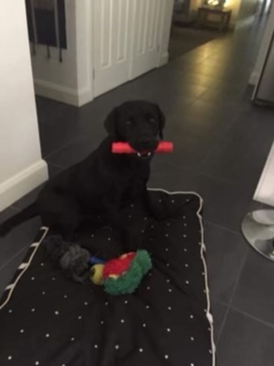 Murphy - Large Male Labrador Dog in VIC - PetRescue