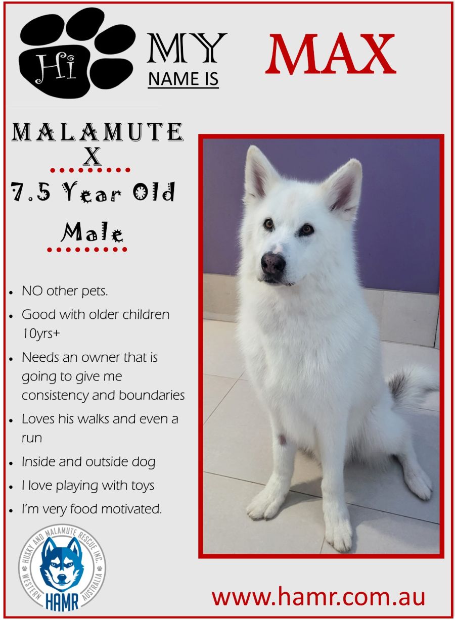 Husky malamute rescue 2025
