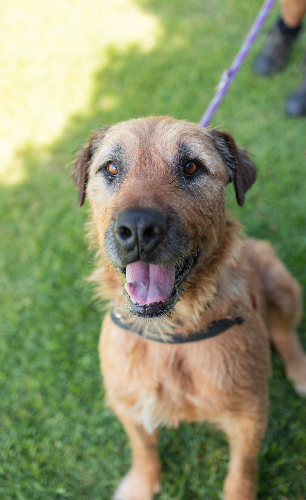 Zeus - Large Male Irish Wolfhound Mix Dog in QLD - PetRescue