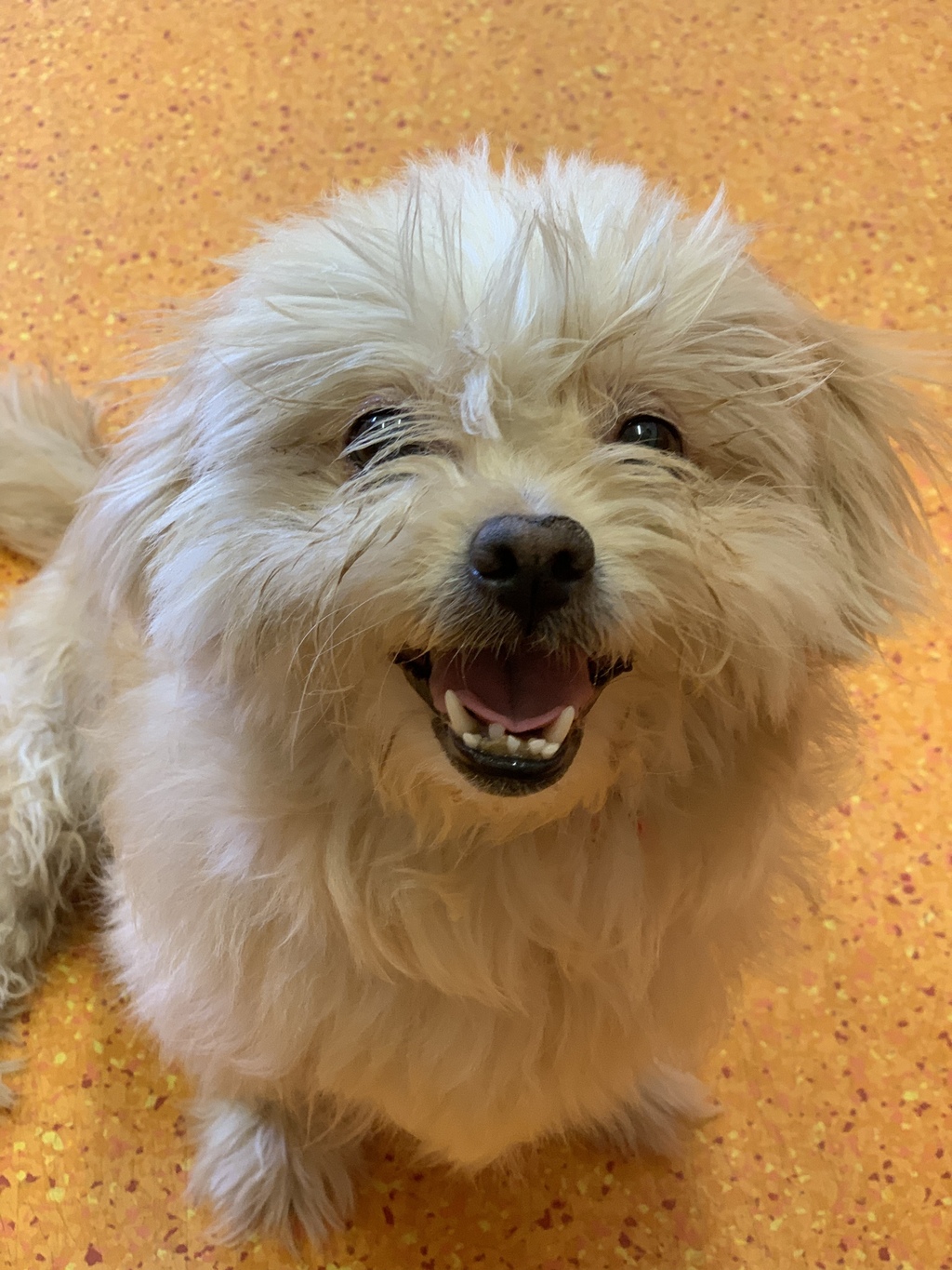 Amelia Small Female Lhasa Apso x Maltese Terrier Mix Dog in QLD PetRescue